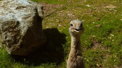 Rhea staring at camera (Close up) Stock Footage 114331420