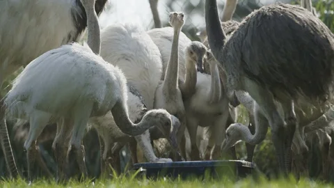 Rheas drinking water 库存影片 95978835