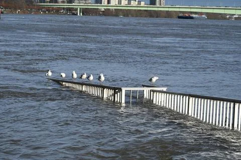  Rhein Hochwasser Möwen sitzen auf einem teilweise überfluteten Geländer * Stock Photos