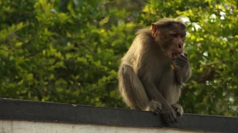 A Rhesis Monkey eating on wall in India Stock Footage 98542904
