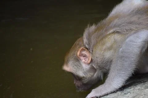 Rhesus macaque bending down to drink water at the edge of a pond. Stock Photos