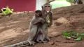 Rhesus macaque with a cub sits on the ground and eats banana HD Footage