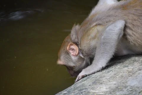 Rhesus macaque drinking from a pond while crouched on a stone edge. Stock Photos