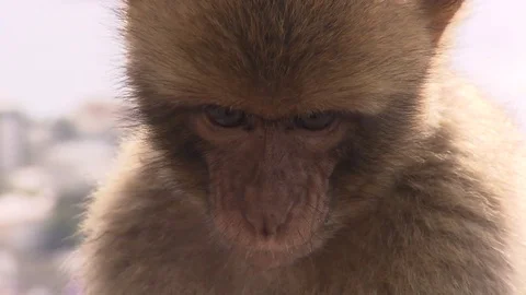 Rhesus macaque face close up Stock Footage 72953067