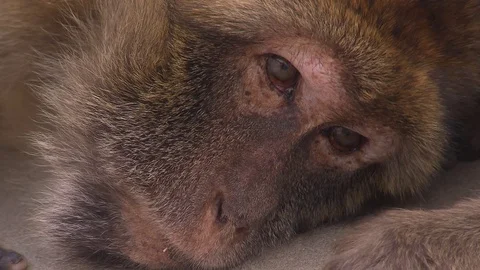 Rhesus macaque face close up Stock Footage 72953073
