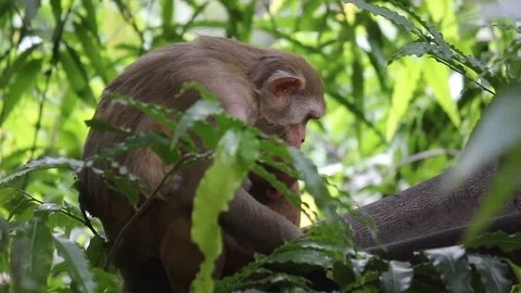 The Rhesus Macaque Stock Footage 103695509