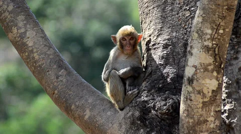 Rhesus macaque in Loei Stock-Footage 30833789