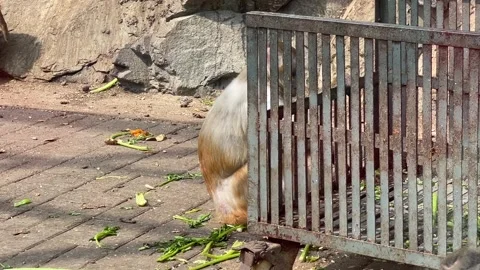 Rhesus Macaque (Macaca mulatta) Scratching Neck with Hind Leg at Beijing Zoo Stock Footage 310347189