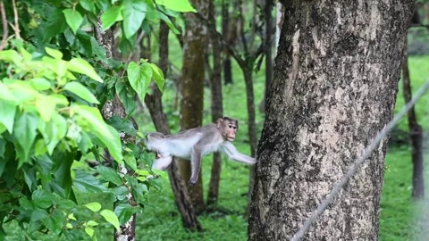Rhesus macaque monkey climbing down the trees in Kabini national park Stock Footage 282653671