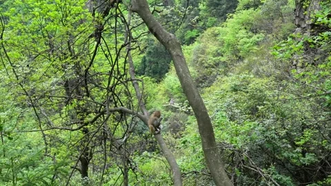 Rhesus macaque monkey climbing down a tree branch in Zhangjiajie, China Stock Footage 336702783