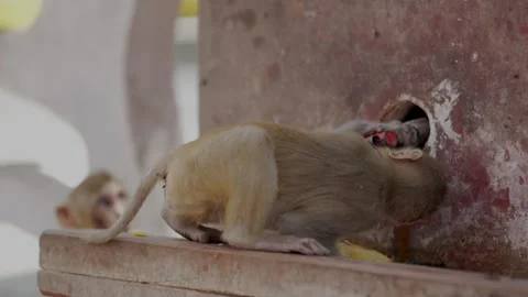 Rhesus Macaque Monkey Drinking Water from Tap Outdoors in India 스톡 동영상 339724046