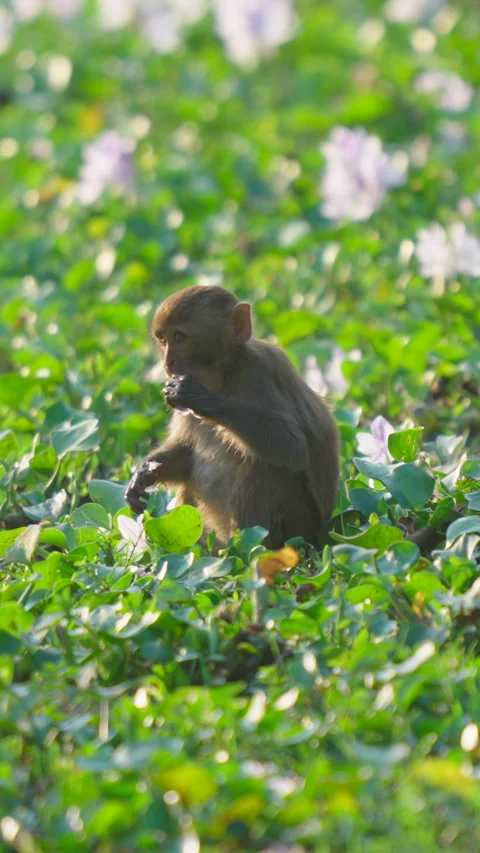 Rhesus Macaque Monkey Eating Flowers In Lush Green Indian Wetland Stock Footage 342121359