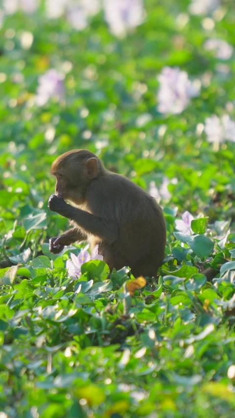 Rhesus Macaque Monkey Eating Flowers In Lush Green Indian Wetland Stock Footage 342124363