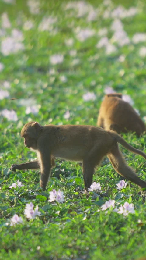 Rhesus Macaque Monkey Foraging In Field Of Purple Flowers In India Stock Footage 342120921