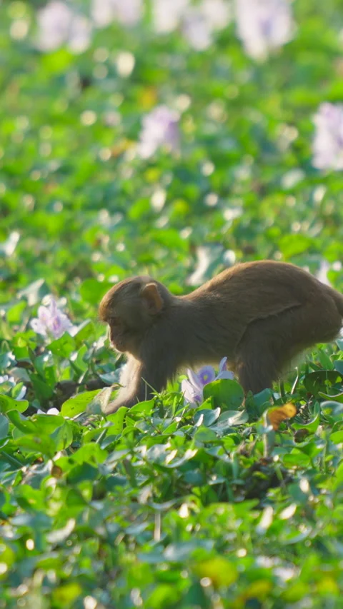 Rhesus Macaque Monkey Foraging In Field Of Purple Flowers In India Stock Footage 342120990