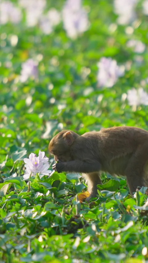 Rhesus Macaque Monkey Foraging In Field Of Water Hyacinth Flowers India Stock Footage 342123811
