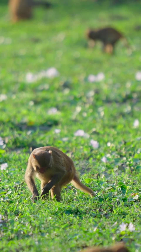 Rhesus Macaque Monkey Foraging In Green Grass Field In India Stock Footage 342123651