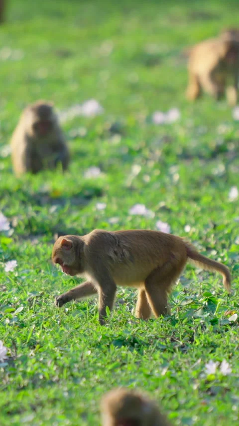 Rhesus Macaque Monkey Foraging In Green Grass Field In India Stock Footage 342123786