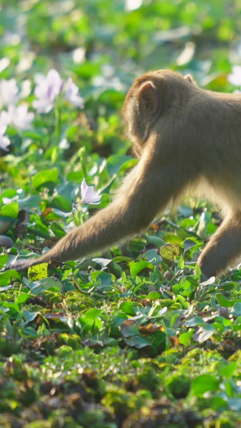 Rhesus Macaque Monkey Foraging In Lush Green Wetland Field In India Stock Footage 342122999