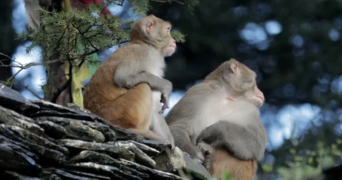 Rhesus Macaque Monkey In Forest Eating Piece Of Fruit Dharamsala India Stock Footage 96545771