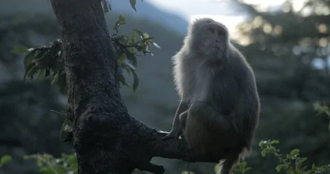 Rhesus Macaque Monkey In Forest Eating Piece Of Fruit Dharamsala India Stock Footage 96545798