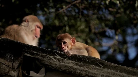 Rhesus Macaque Monkey In Forest Eating Piece Of Fruit Dharamsala India Stock Footage 96546769