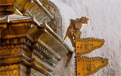 Rhesus Macaque Monkey on the golden flags of a Nepalese Temple Stock Photos