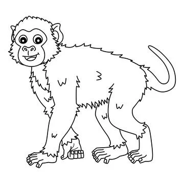 Rhesus Macaque Monkey Isolated Coloring Page Stock Illustration