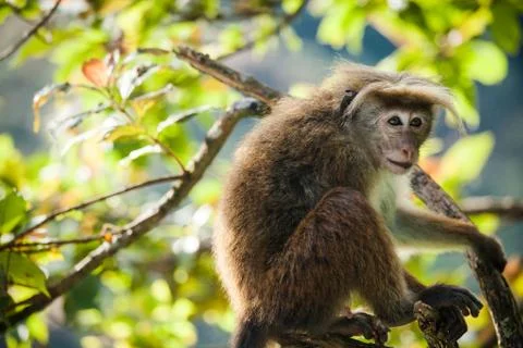 The rhesus macaque monkey (Macaca mulatta) Stock-Fotos