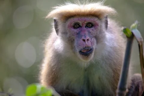 The rhesus macaque monkey (Macaca mulatta) Stock-Fotos