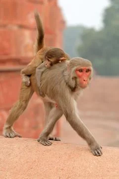 Rhesus macaque monkey (Macaca mulatta) with baby in urban environment, India Stock Photos
