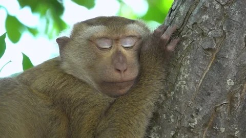 The Rhesus macaque is a monkey of the Old World.  Stock Footage 156813109