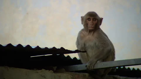 Rhesus Macaque monkey on a rooftop in India Vídeo Stock 146145197