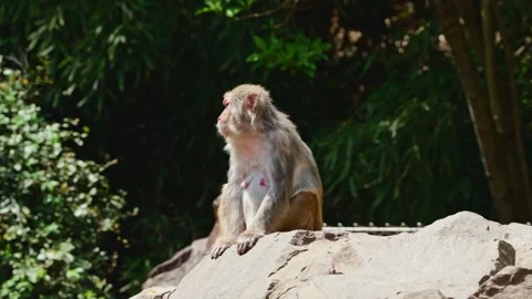A Rhesus macaque monkey sits high on a large, sun-drenched rock Stock Footage 334092559