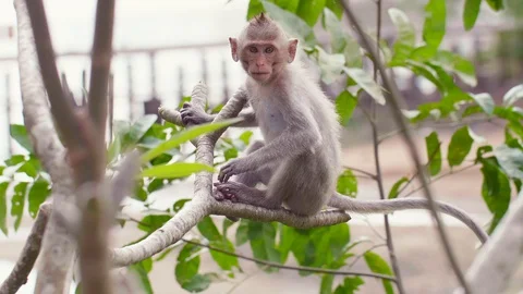Rhesus Macaque Monkey Sitting on the Tree, Angry Talking and Jumping Away Stock Footage 127954196