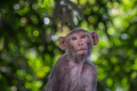 The Rhesus Macaque Monkey Sitting on the Tree in its Natural Habitat Stock Photos