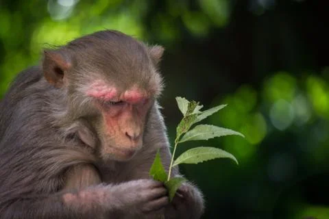 The Rhesus Macaque Monkey Sitting under the Tree in its Natural Habitat Stock Photos