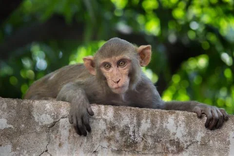 The Rhesus Macaque Monkey sitting on the wall under the trees Stock Photos