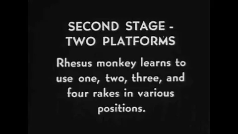A Rhesus macaque monkey uses a rake to pull in a food tray in laboratory Stock Footage 143839183