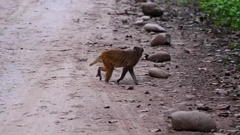 Rhesus Macaque monkey walking behind the tree trunk in Corbett national park Stock Footage 296314707