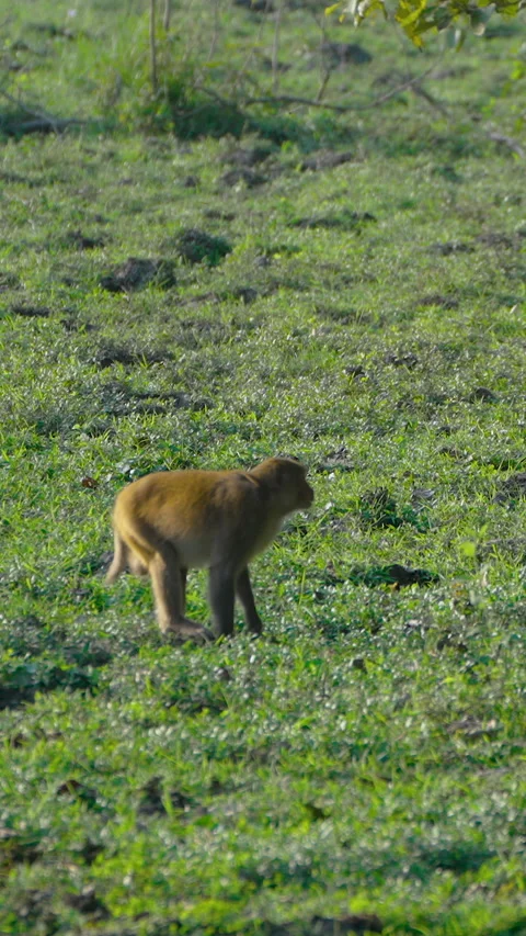 Rhesus Macaque Monkey Walking Through Green Field In India Stock Footage 342078832