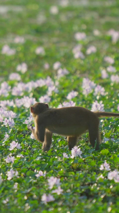 Rhesus Macaque Monkey Walking Through Field Of Purple Flowers In India Stock Footage 342123216