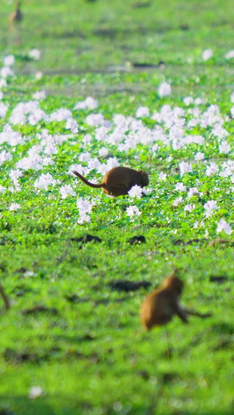 Rhesus Macaque Monkeys Foraging In Field Of White Flowers In India Stock Footage 341915492