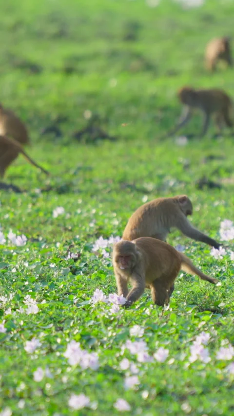 Rhesus Macaque Monkeys Foraging In Flower Field In India Stock Footage 342124130