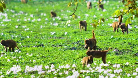 Rhesus Macaque Monkeys Foraging In Green Meadow With White Flowers India Stock Footage 340852593