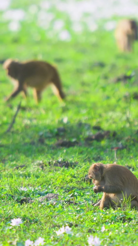 Rhesus Macaque Monkeys Foraging In Green Meadow India Stock Footage 341916524