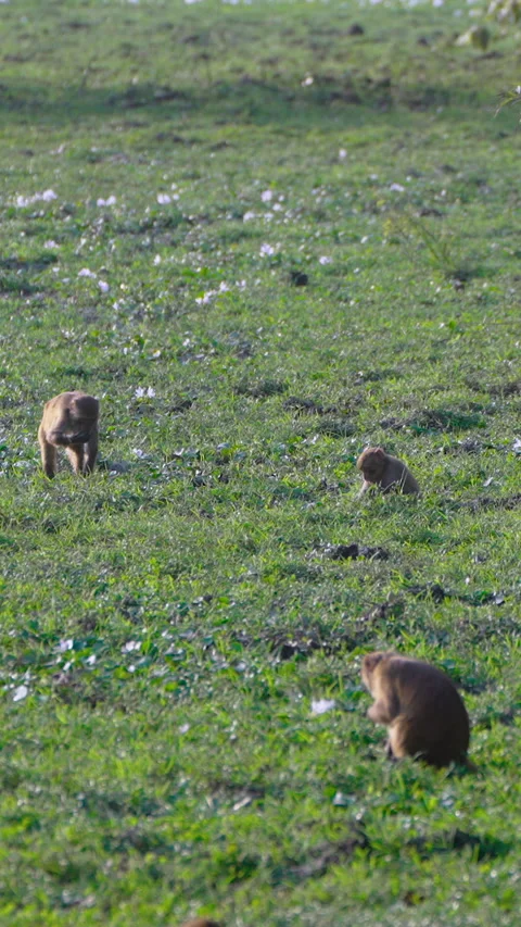 Rhesus Macaque Monkeys Foraging In Green Grass Field In India Stock Footage 342073183