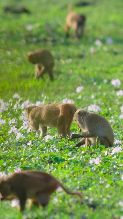 Rhesus Macaque Monkeys Foraging In Green Field With Wildflowers India Stock Footage 342122894