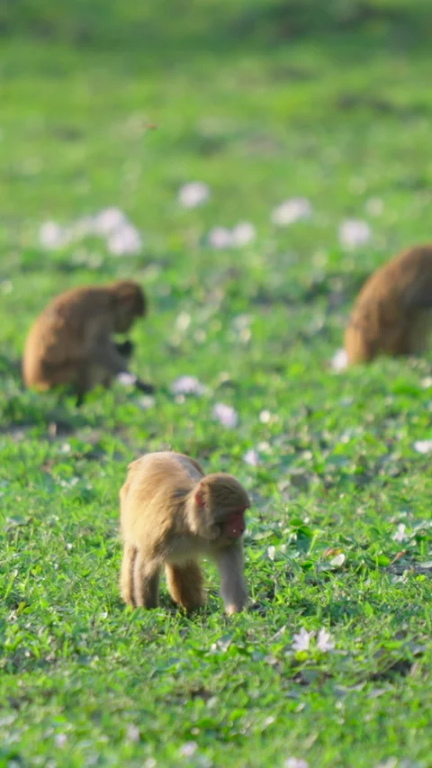 Rhesus Macaque Monkeys Foraging In Green Meadow With White Flowers India Stock Footage 342124049