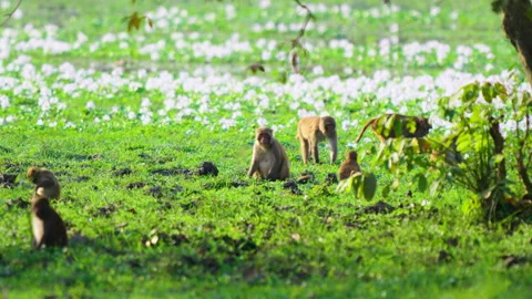 Rhesus Macaque Monkeys Foraging In Lush Green Meadow India Stock Footage 340850911